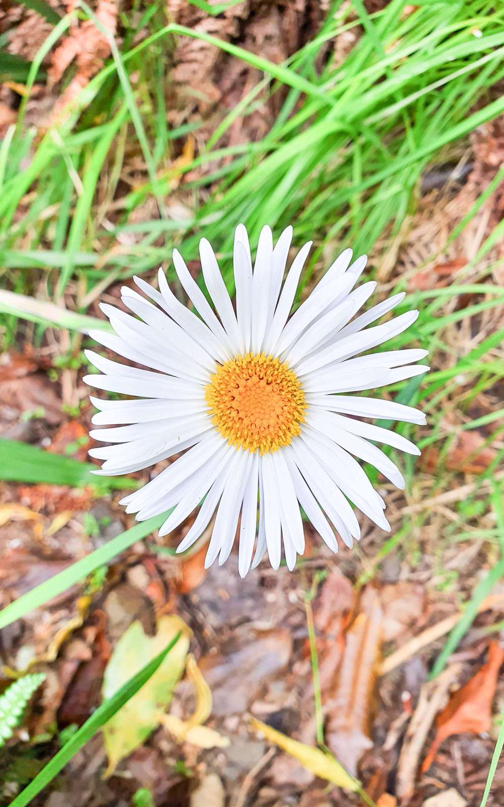 Akaroa Daisy Earrings product photo.